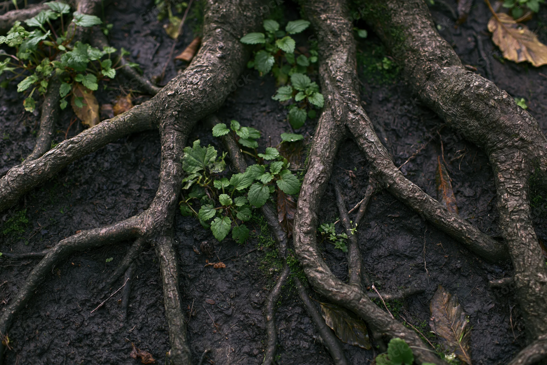 Tangled exposed tree roots spreading across dark damp forest floor with green plants and moss growing between them