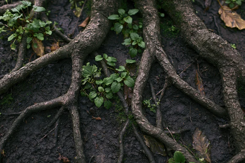 Tangled exposed tree roots spreading across dark damp forest floor with green plants and moss growing between them