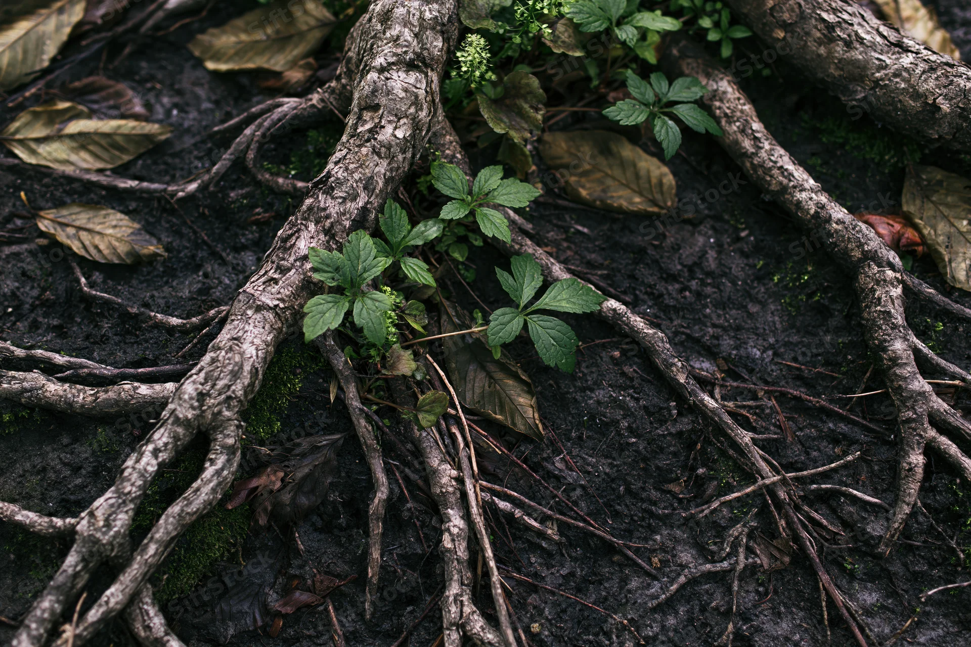 Tangled exposed tree roots spreading across dark damp forest floor