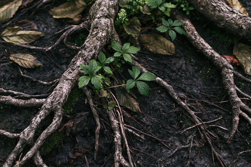 Tangled exposed tree roots spreading across dark damp forest floor