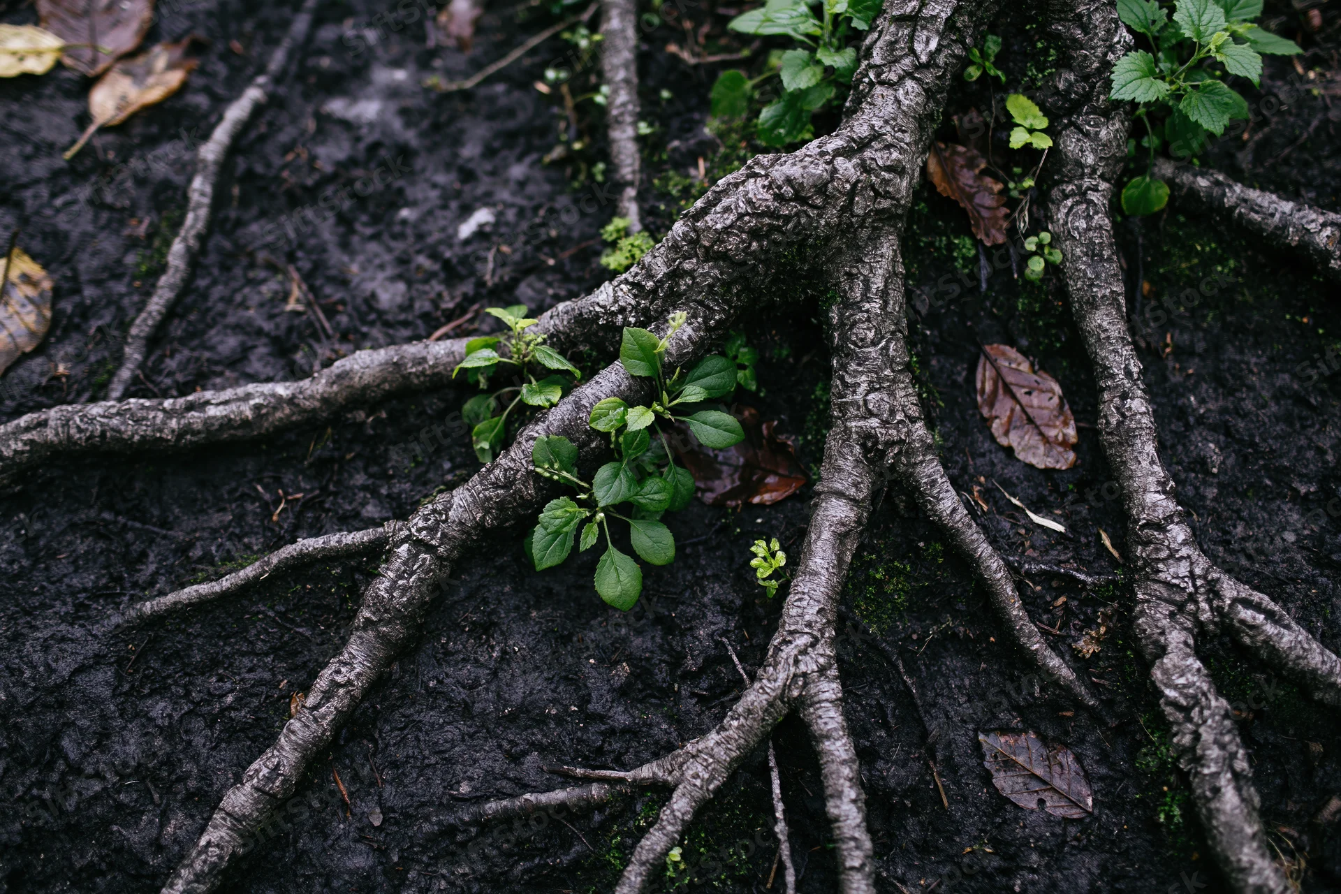 Tangled exposed tree roots spreading across dark damp forest floor with small green plants emerging between them