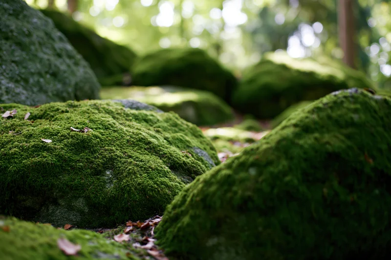 Thick green moss covering rounded rocks in a forest setting