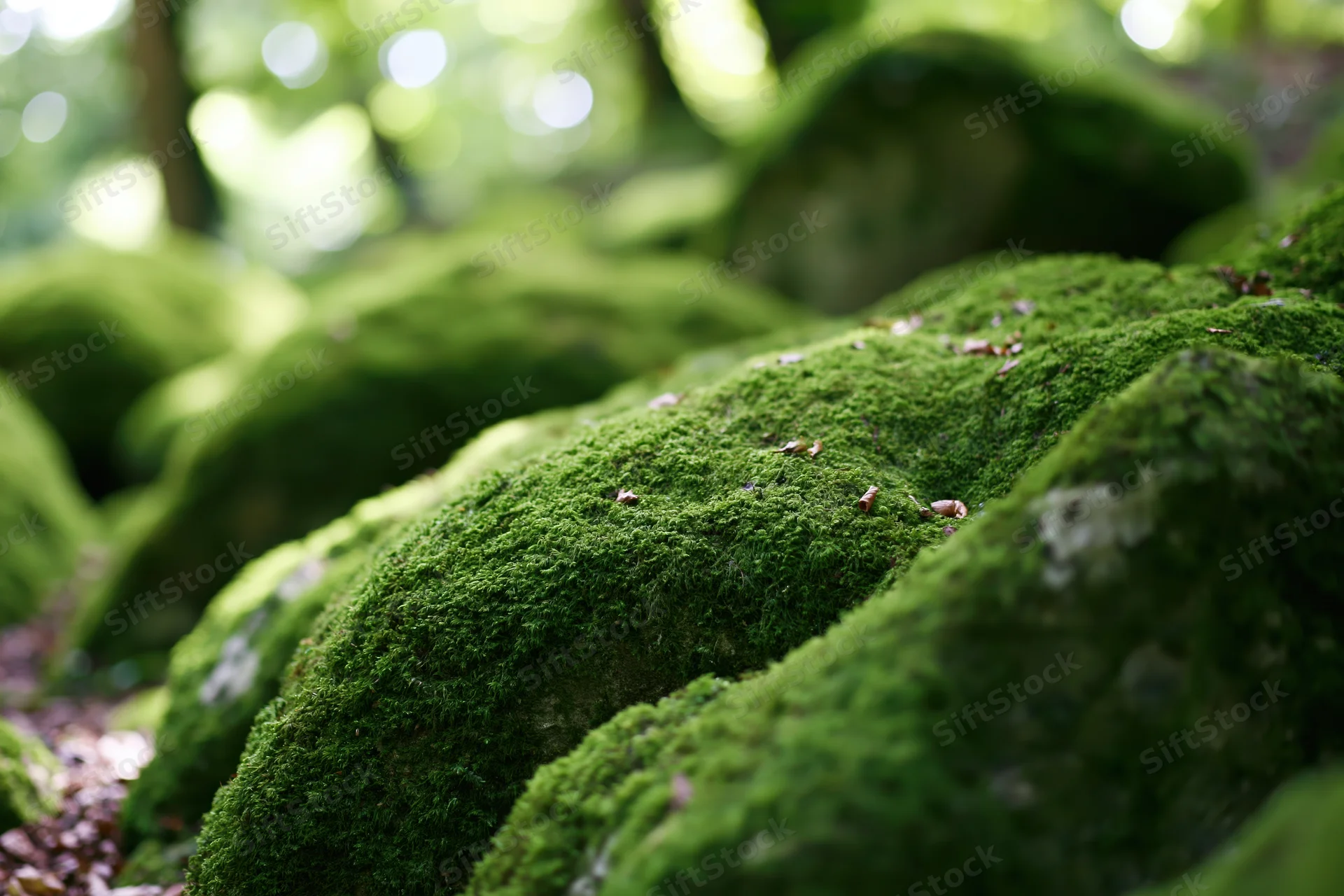 Thick green moss covering rounded rocks in a forest floor close-up