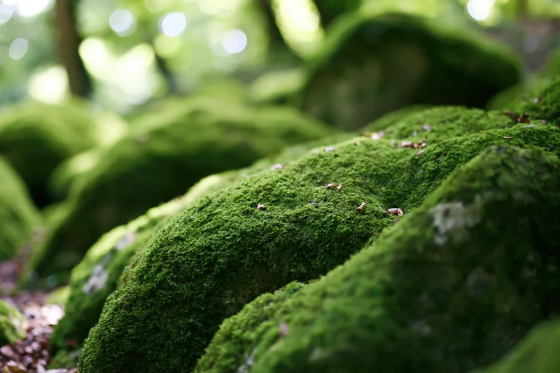 Thick green moss covering rounded rocks in a forest floor close-up