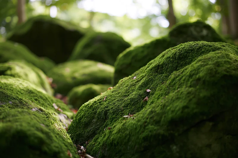 Thick green moss covering rounded rocks in a forest floor close-up
