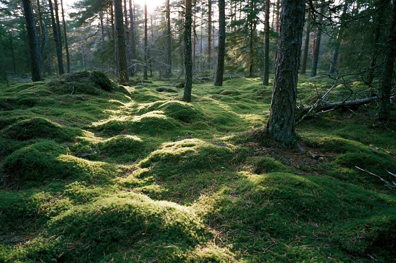 Thick moss-covered mounds blanketing the forest floor among tall pine trees in a boreal woodland