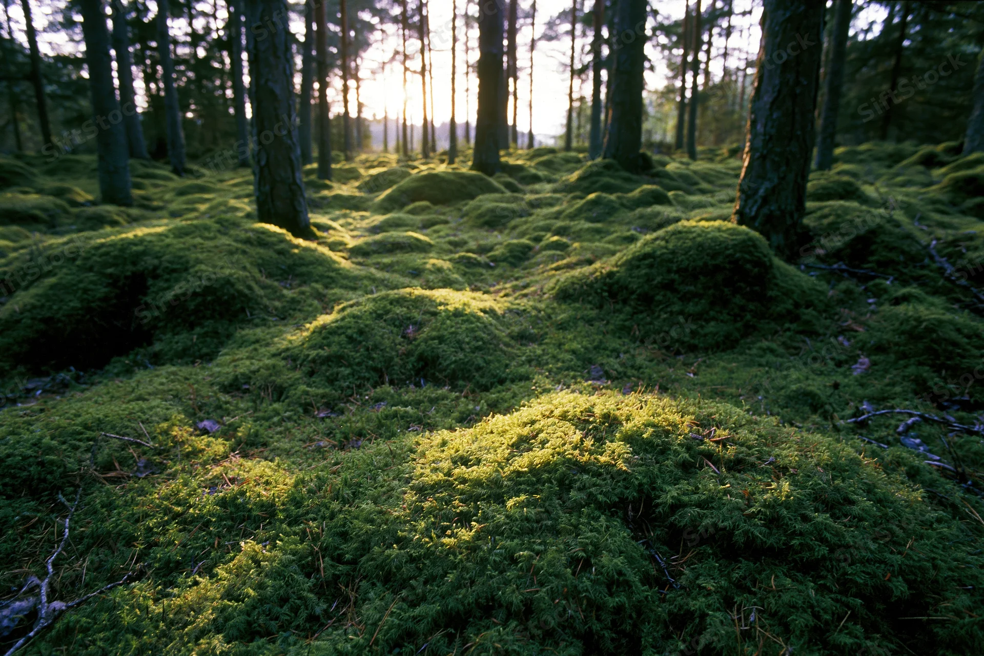 Thick moss-covered mounds blanketing the forest floor in a boreal woodland at golden hour