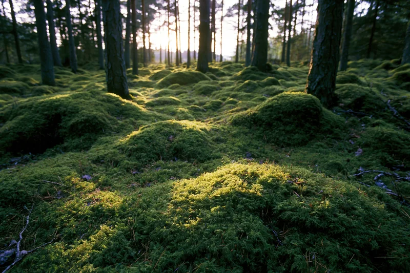 Thick moss-covered mounds blanketing the forest floor in a boreal woodland at golden hour