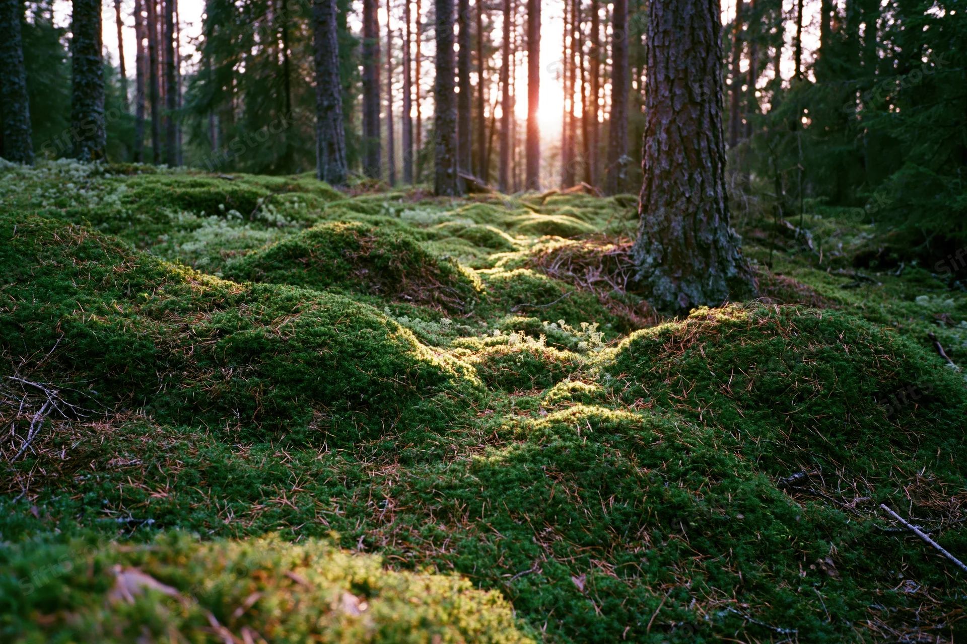 Thick moss-covered mounds blanketing the forest floor in a boreal woodland at sunrise