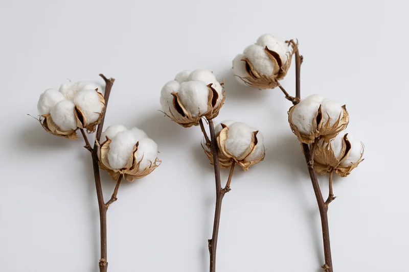 Dried cotton plant stems with open fluffy white bolls arranged on white background