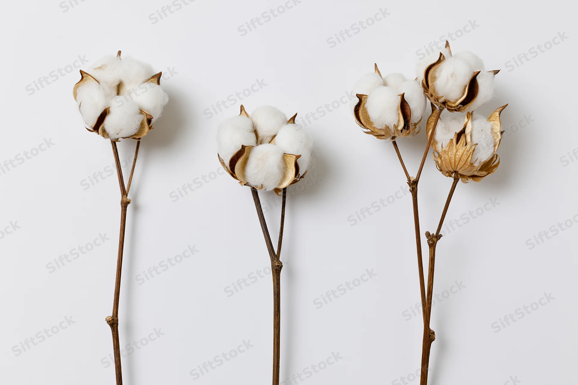 Dried cotton plant stems with open fluffy white bolls arranged on a plain white background