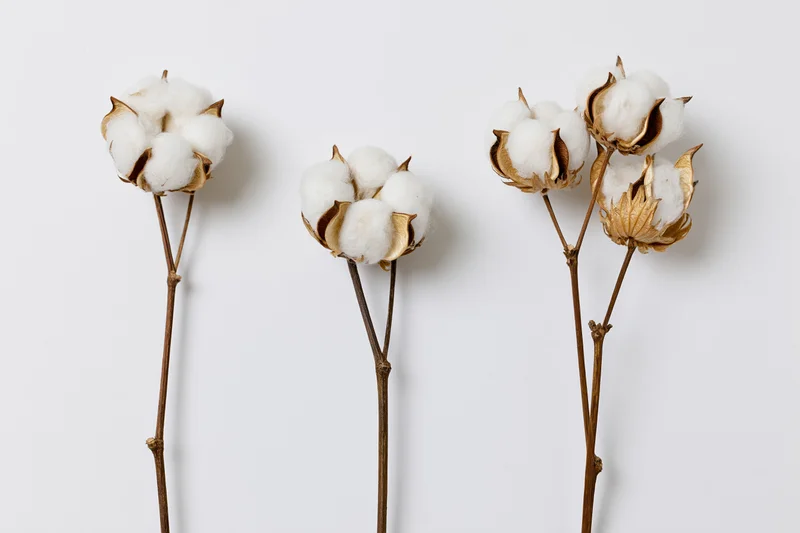 Dried cotton plant stems with open fluffy white bolls arranged on a plain white background
