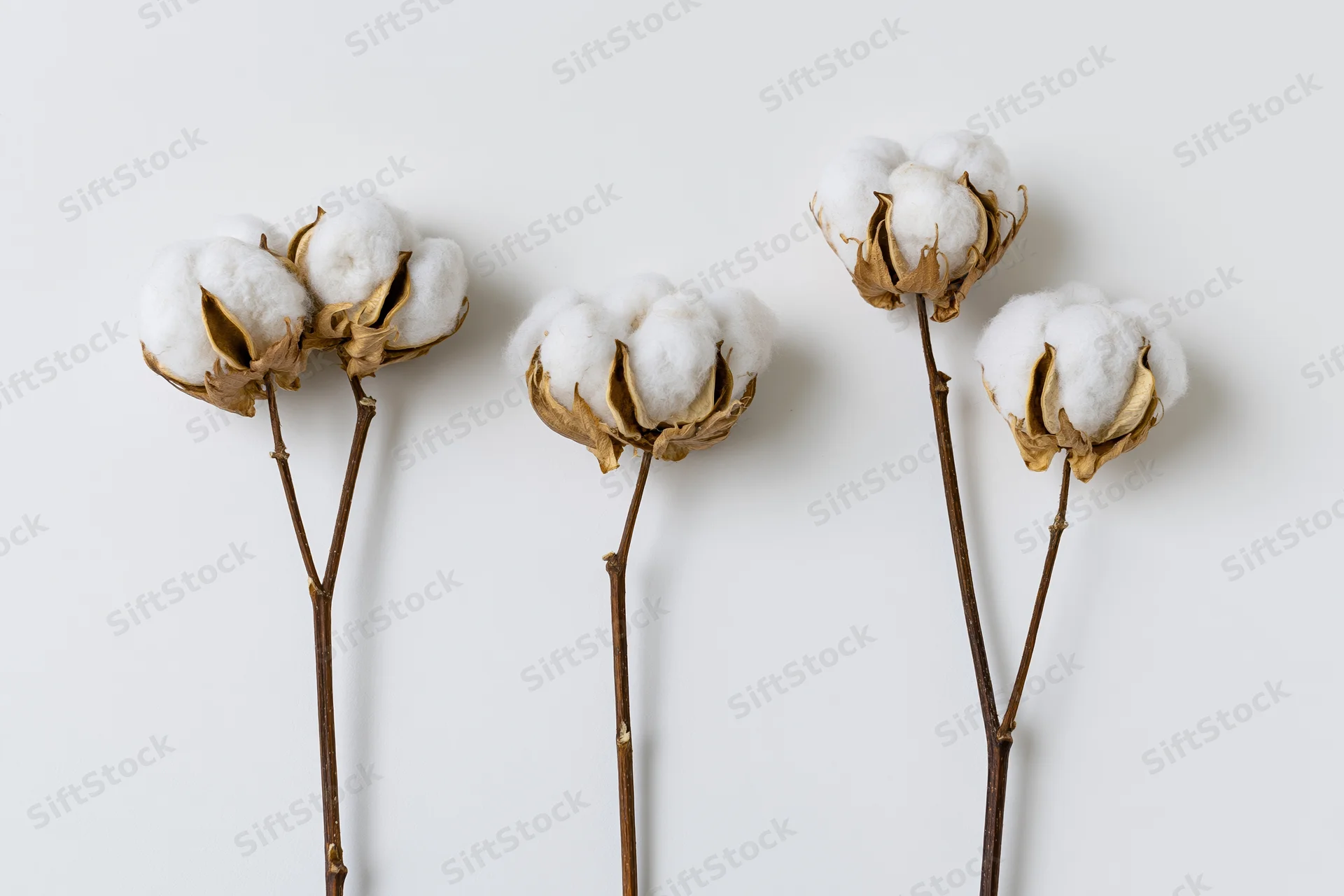 Dried cotton plant stems with open fluffy white bolls arranged against a plain white background