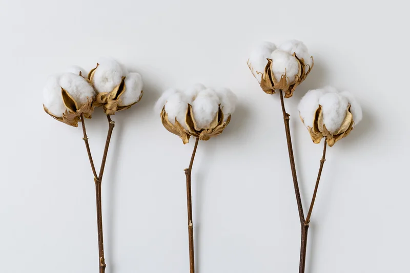Dried cotton plant stems with open fluffy white bolls arranged against a plain white background
