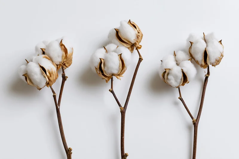 Three dried cotton plant stems with open fluffy white bolls arranged on a plain white surface
