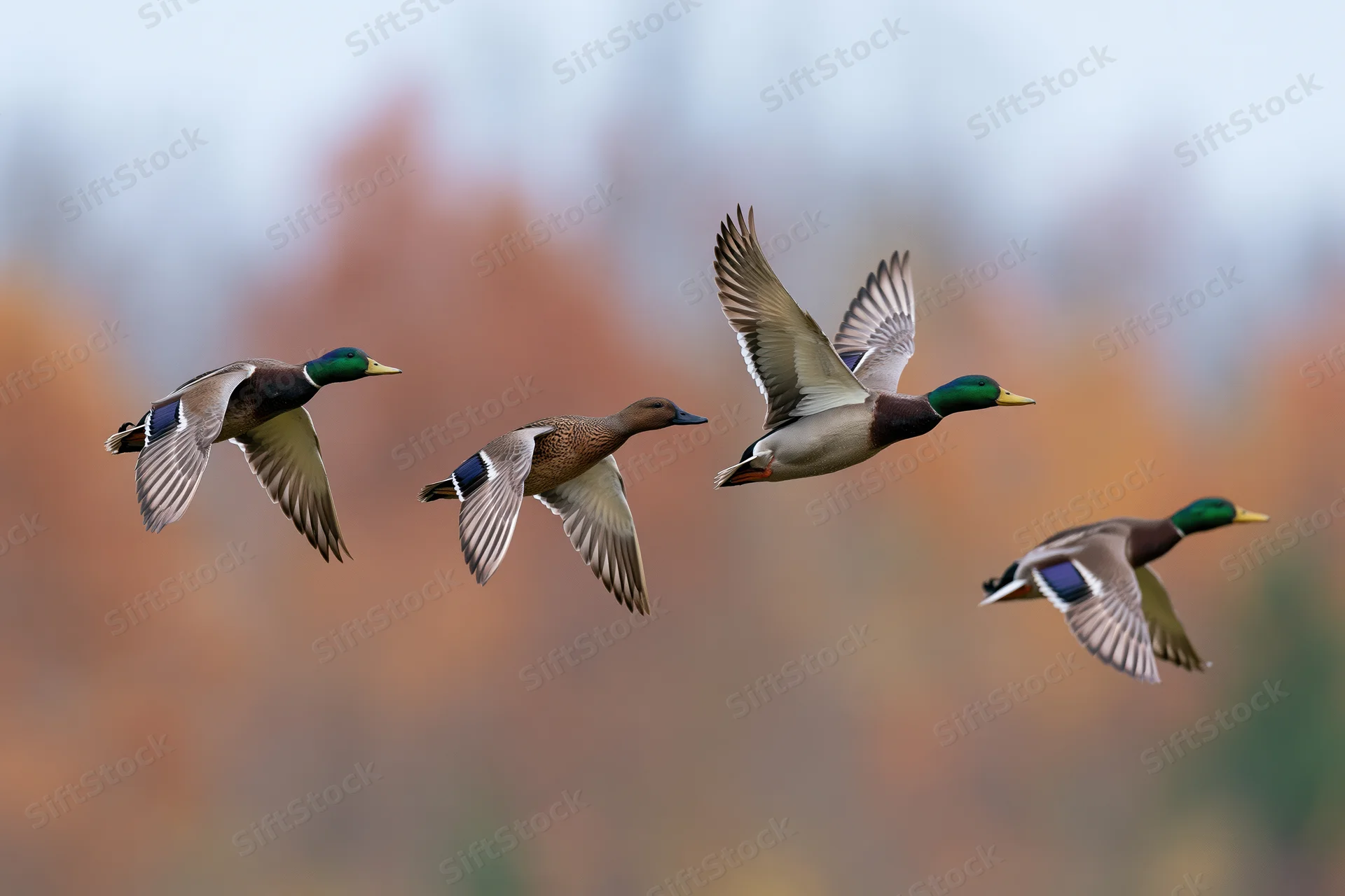 Four mallards in mid-flight against a blurred autumn background
