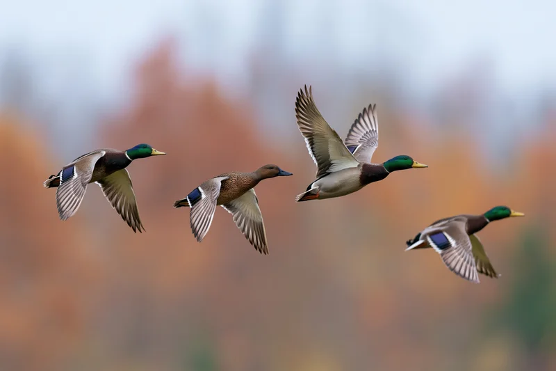 Four mallards in mid-flight against a blurred autumn background