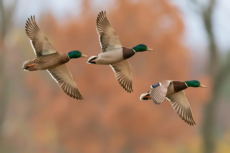 Three mallard ducks in mid-flight against an autumn bokeh background