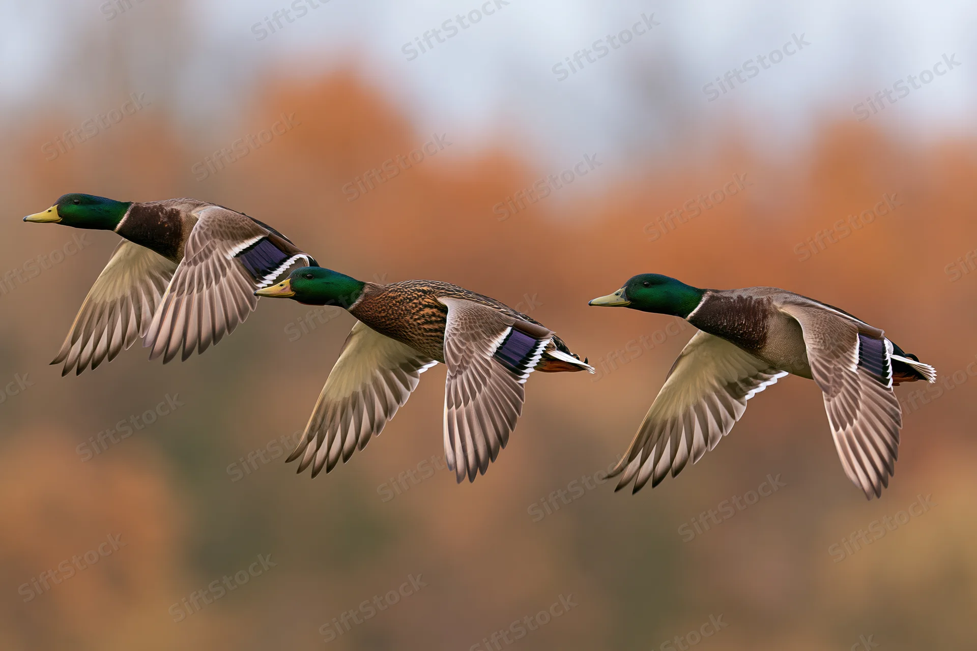 Three mallard ducks in flight against a blurred autumn background