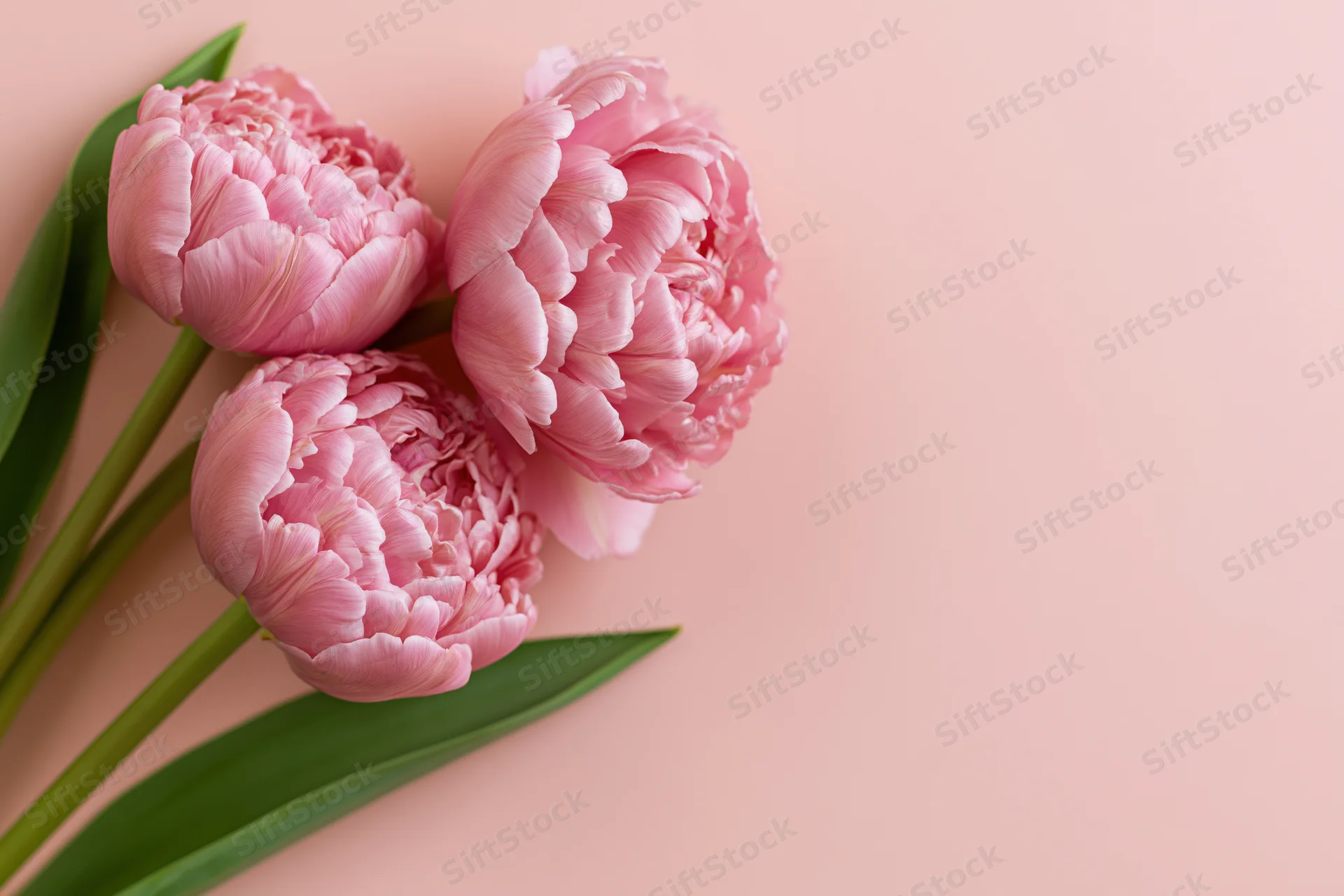 Three pink double tulips with ruffled petals arranged on a soft pink background with green stems and leaves