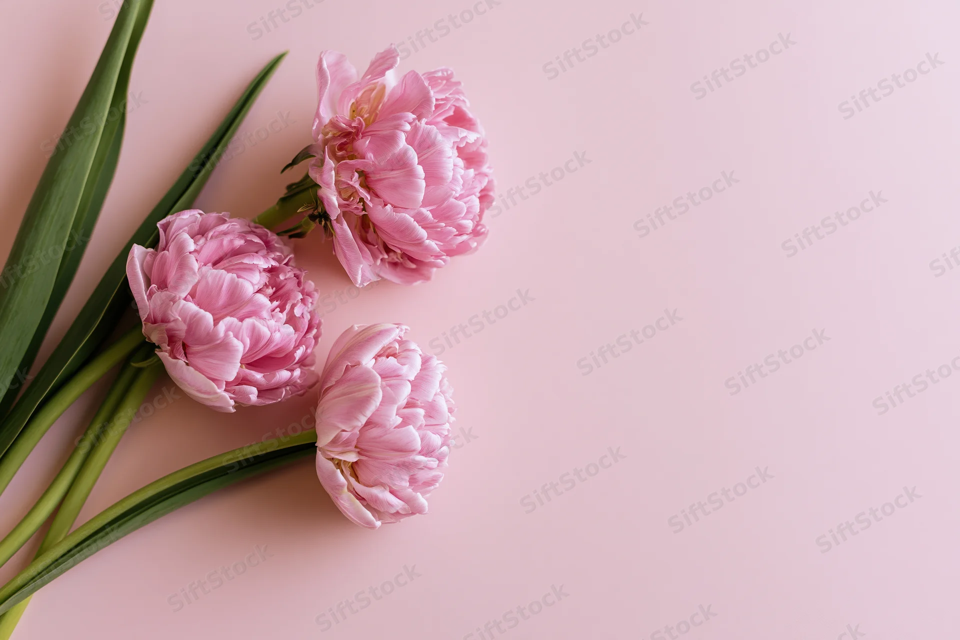 Three pink double tulips with ruffled petals arranged flat on a soft pink background