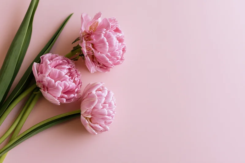 Three pink double tulips with ruffled petals arranged flat on a soft pink background