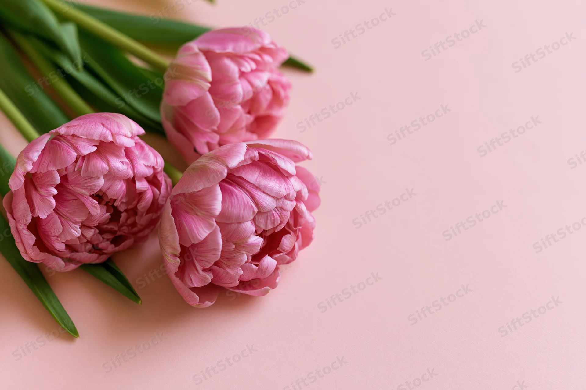 Three pink double tulips with ruffled petals arranged on a soft pink surface with copyspace