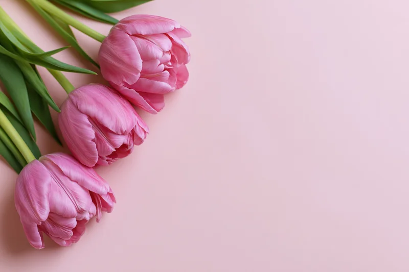 Three pink double tulips with ruffled petals arranged diagonally on a soft pink background