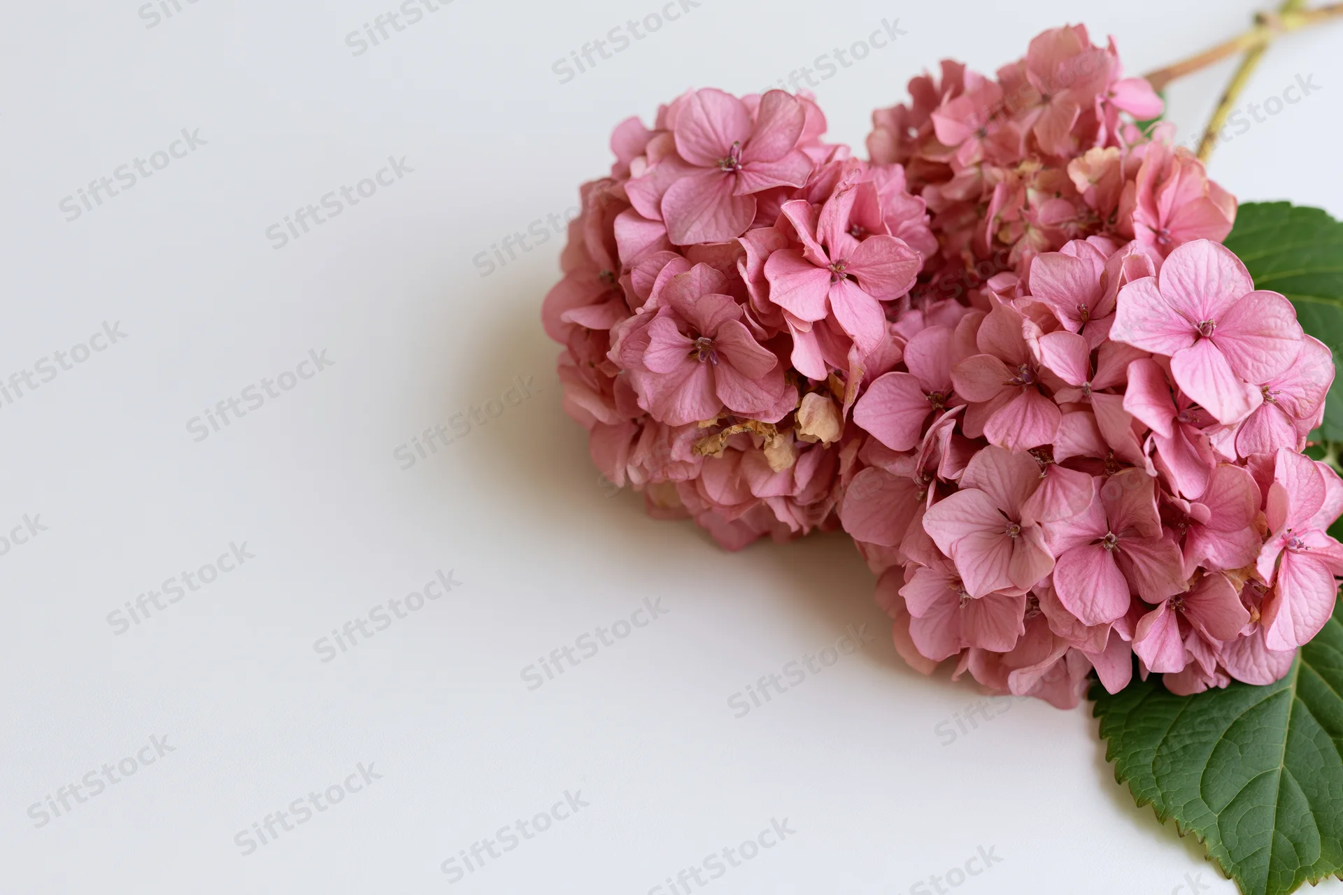 Three pink hydrangea flower clusters with green leaves arranged on a white background