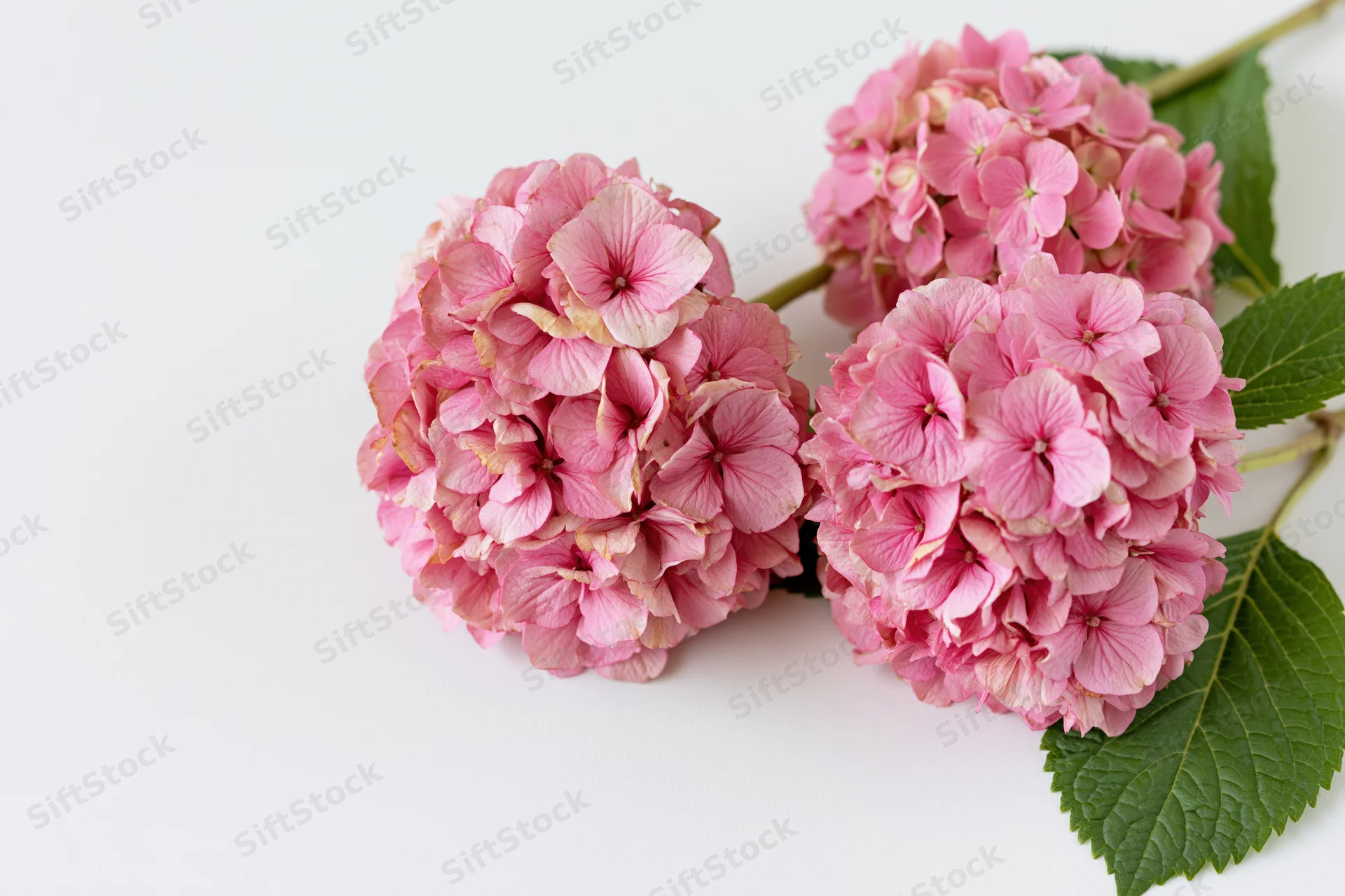 Three pink hydrangea flower clusters with green leaves arranged on a white background