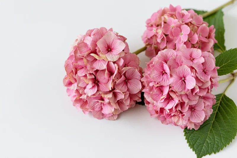 Three pink hydrangea flower clusters with green leaves arranged on a white background