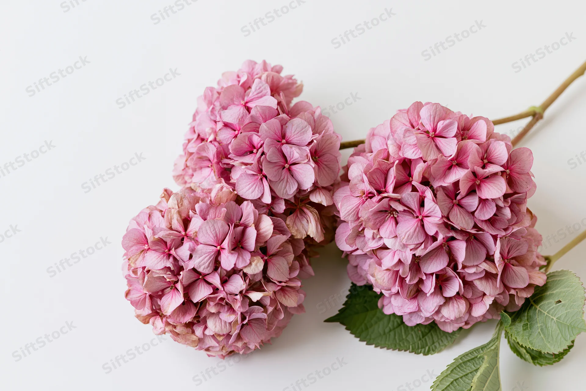 Three pink hydrangea flower clusters with green leaves arranged on white background