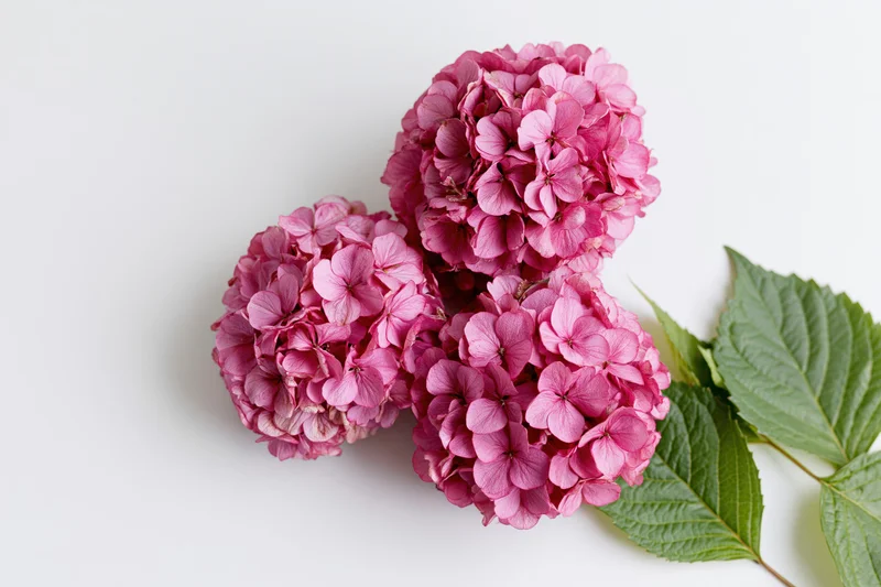Three pink hydrangea flower clusters with green leaves arranged on white background