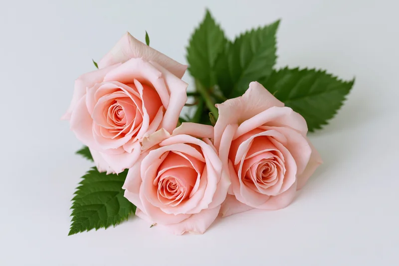 Three soft pink roses arranged together with green serrated leaves on white background