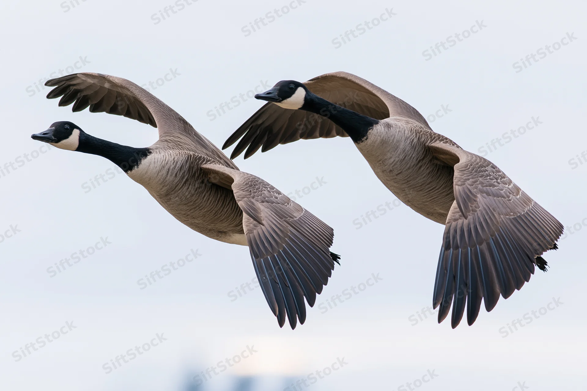 Two canada geese in mid-flight with wings fully extended against a pale sky