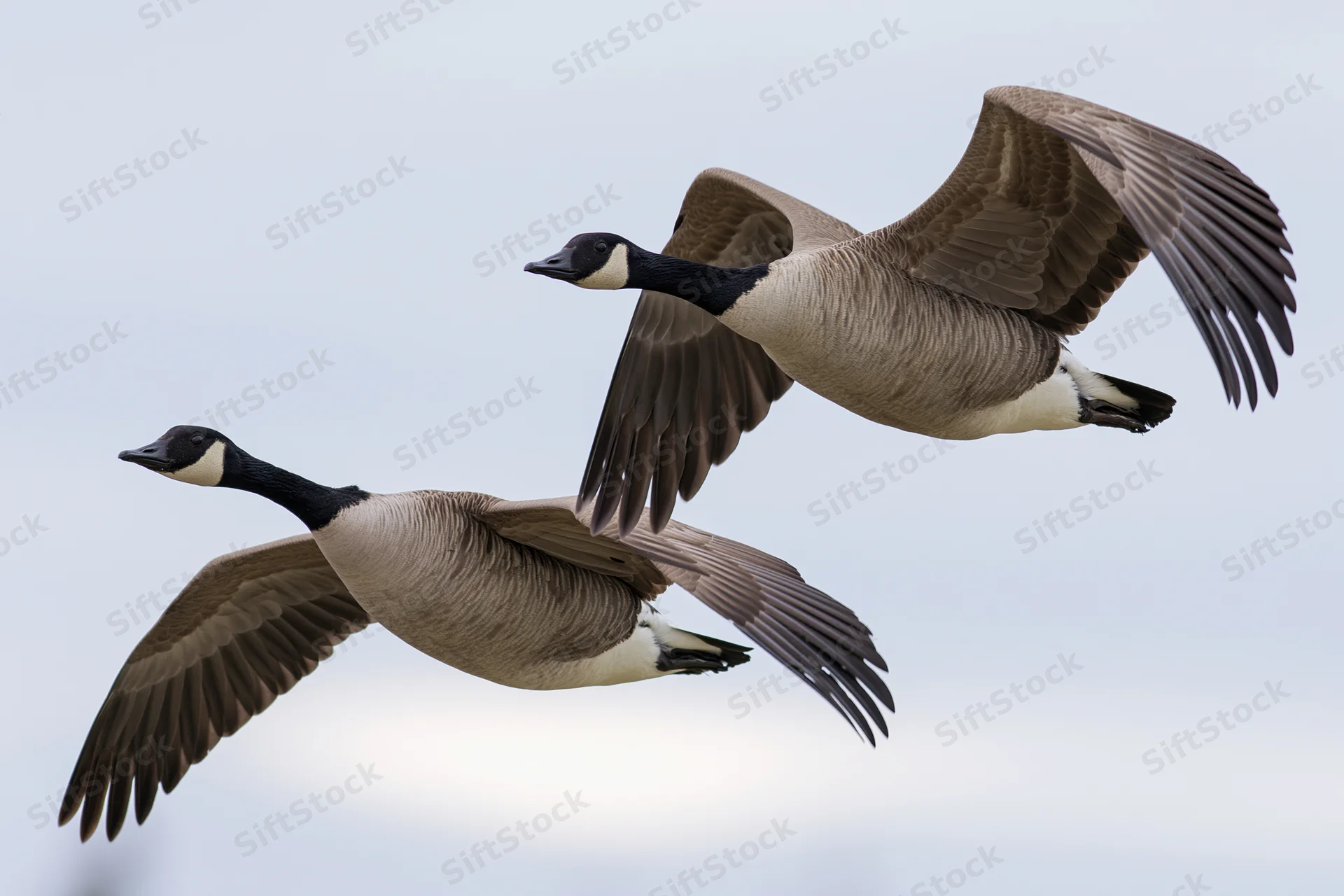 Two canada geese in mid-flight with wings fully extended against an overcast sky