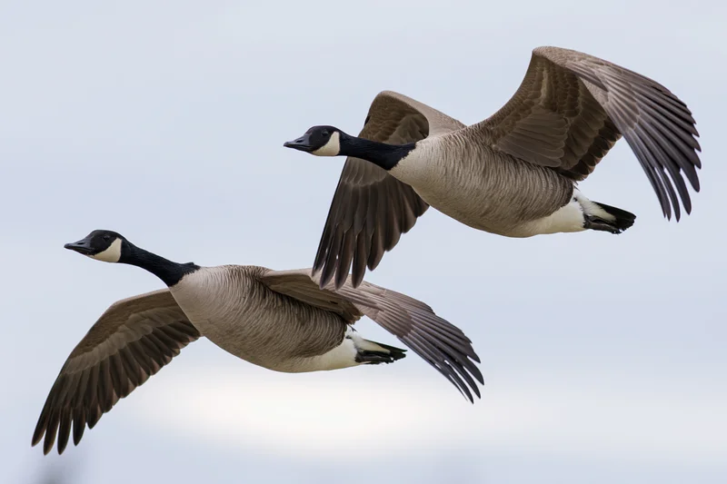 Two canada geese in mid-flight with wings fully extended against an overcast sky
