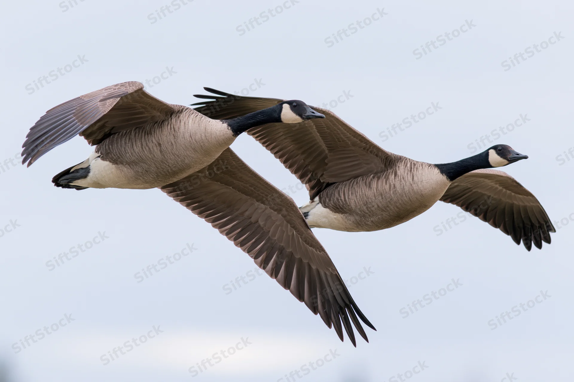 Two canada geese in mid-flight with wings fully extended against a pale sky
