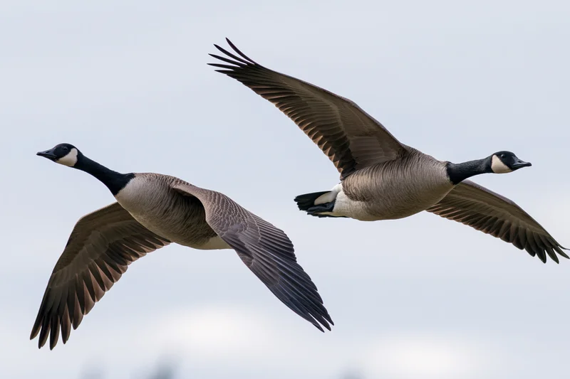 Two canada geese in mid-flight with wings fully extended against overcast sky