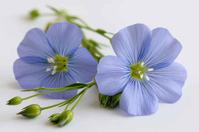 Two blue flax flowers with green buds resting together on a white surface
