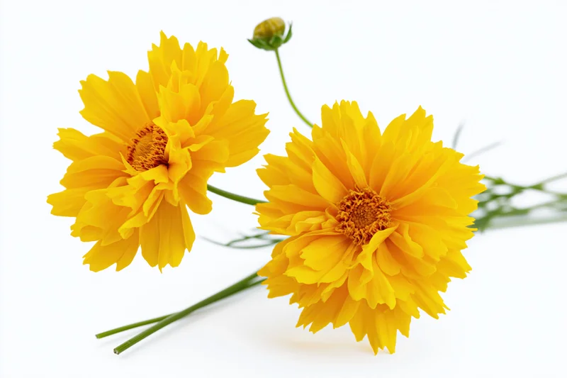 Two bright yellow coreopsis flowers in full bloom with green stems on a white background
