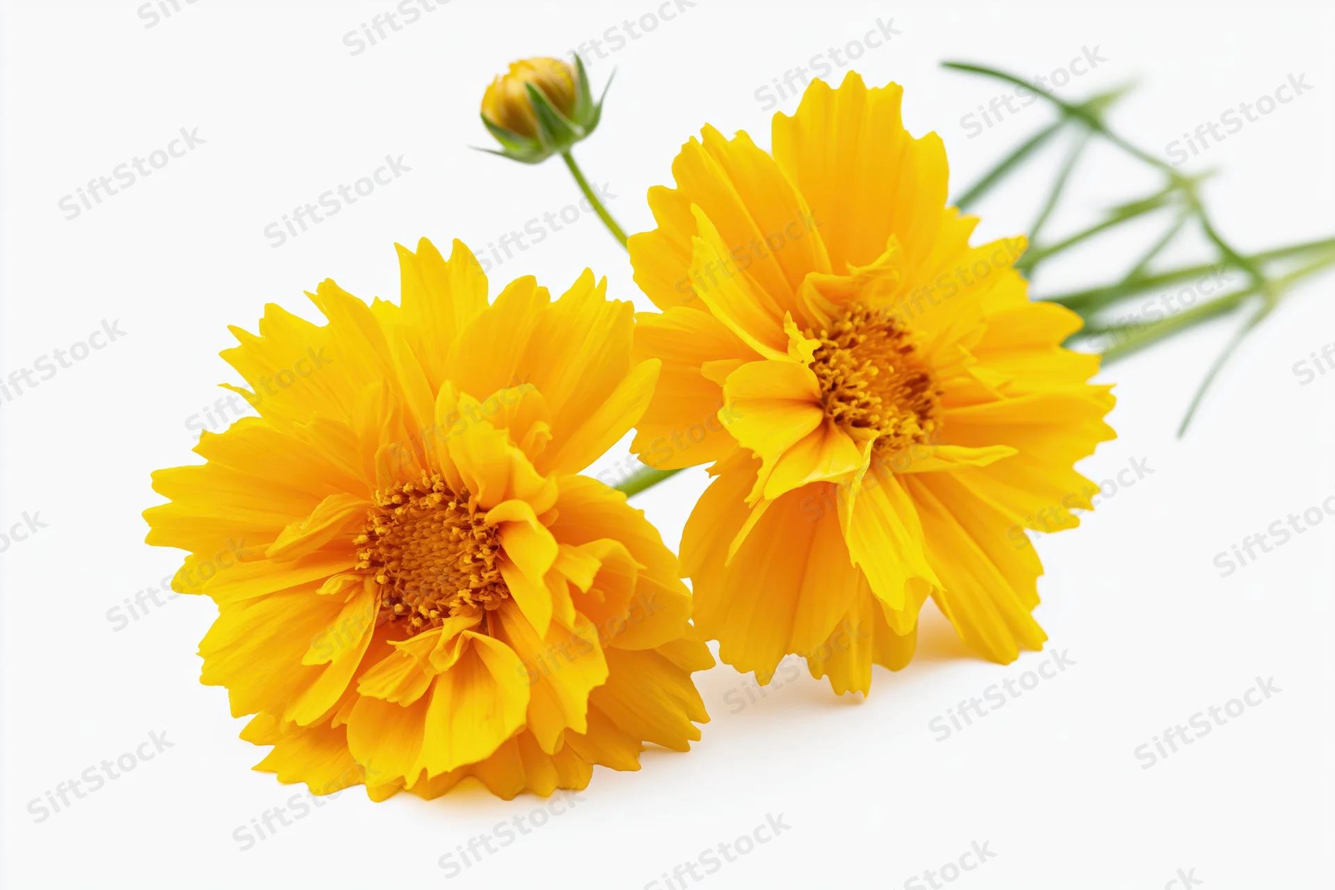 Two bright yellow coreopsis flowers in full bloom with a small bud on white background