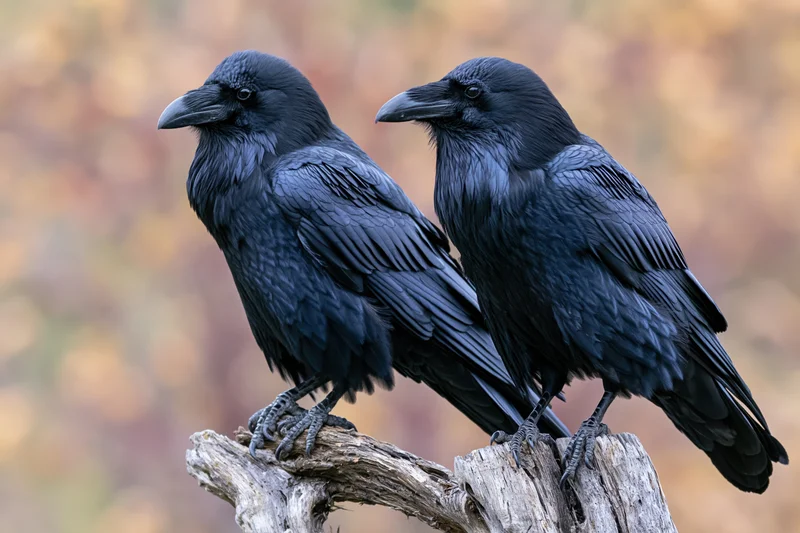 Two common ravens perched side by side on a weathered gnarled branch