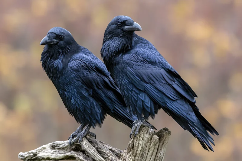 Two common ravens perched side by side on a weathered gnarled branch