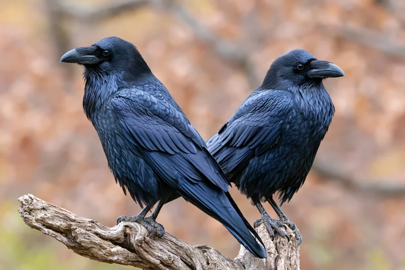 Two common ravens perched side by side on a weathered gnarled branch