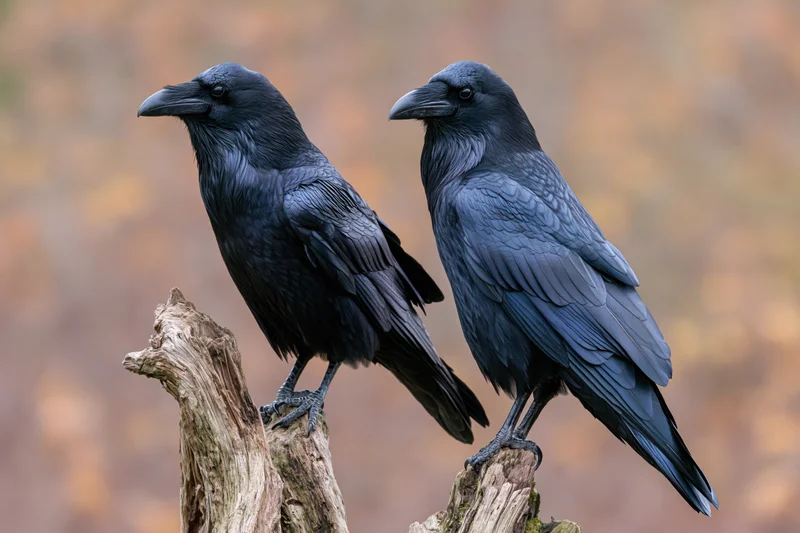 Two common ravens perched side by side on a weathered gnarled branch in a forest setting