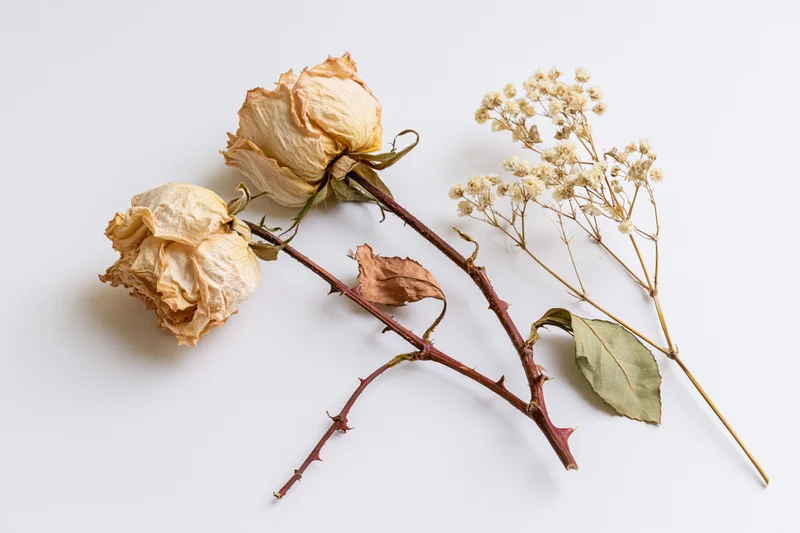 Two dried rose stems with curled papery petals and thorny stems arranged on a white background