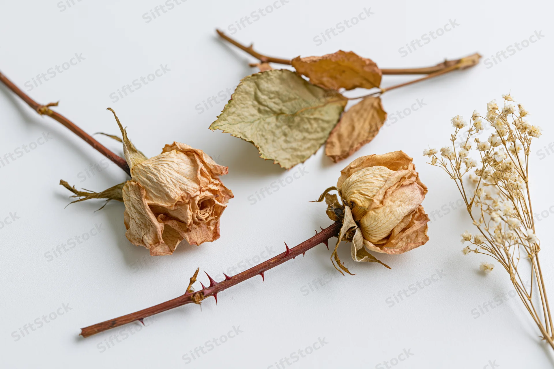 Dried roses with curled papery petals and thorny stems arranged on a white background
