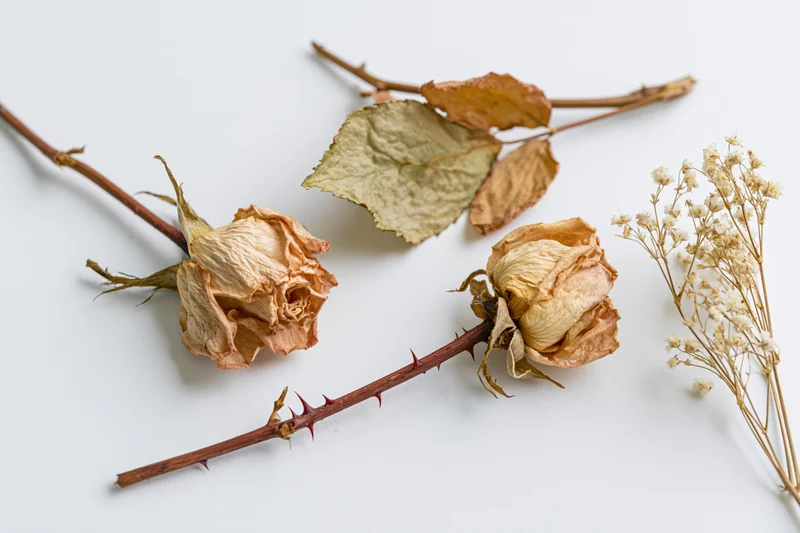 Dried roses with curled papery petals and thorny stems arranged on a white background