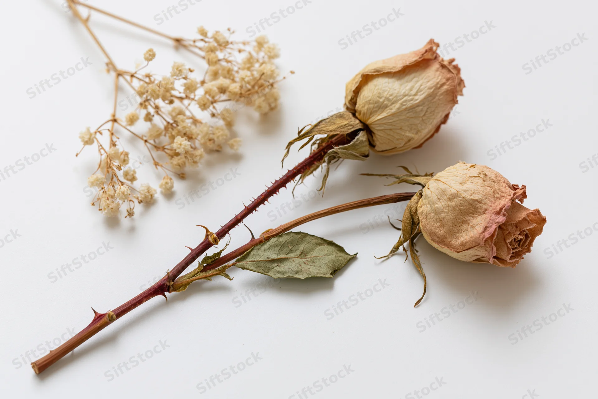 Two dried rose stems with curled papery petals and a sprig of baby's-breath on a white background